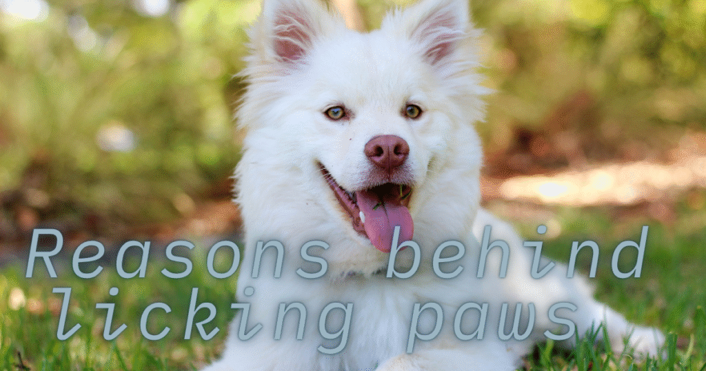 Why Do Dogs Lick Their Paws?