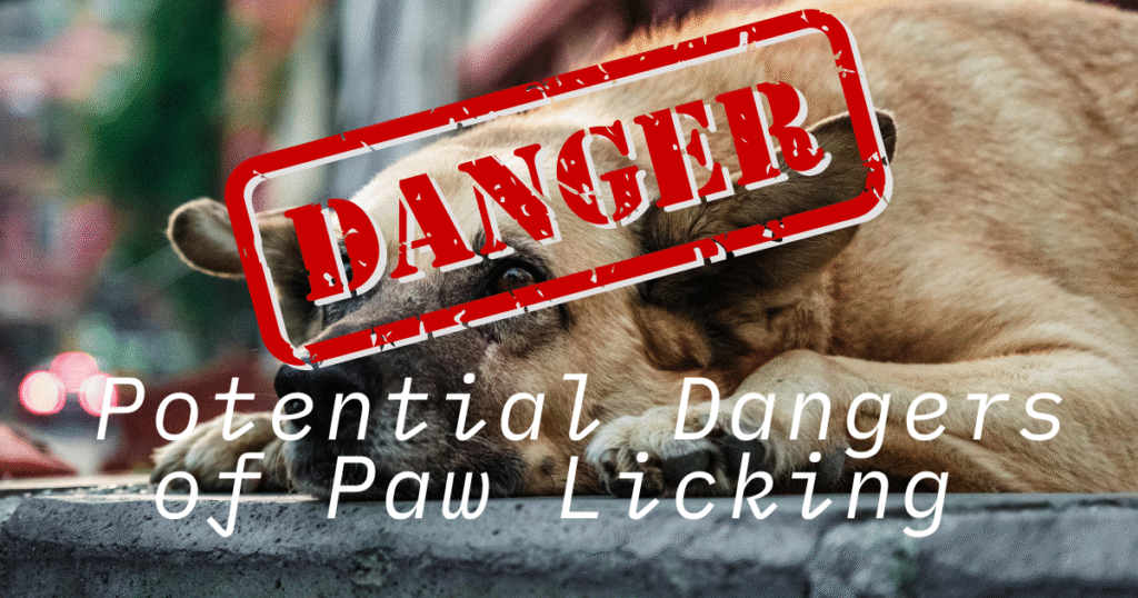 Why Do Dogs Lick Their Paws?