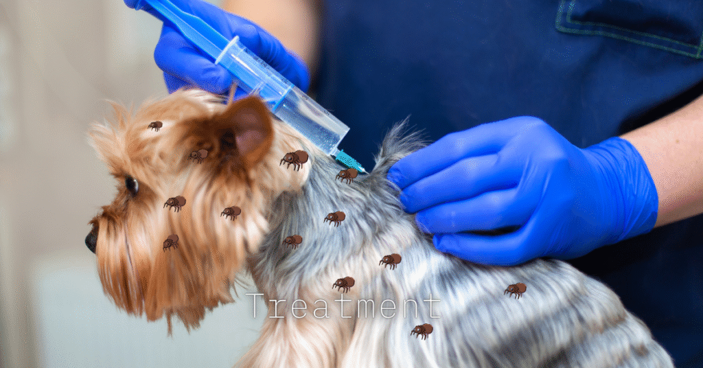 Can Dogs Get Lice?