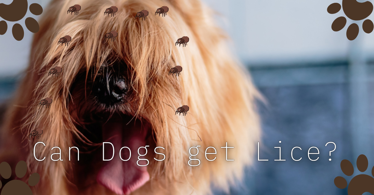 can dogs get lice?