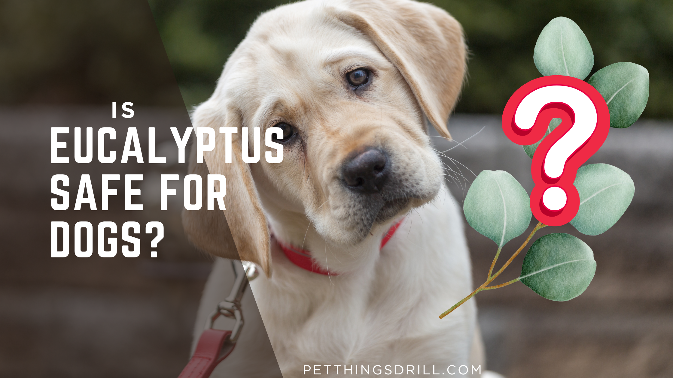 Is euclyptus Safe For Dogs?