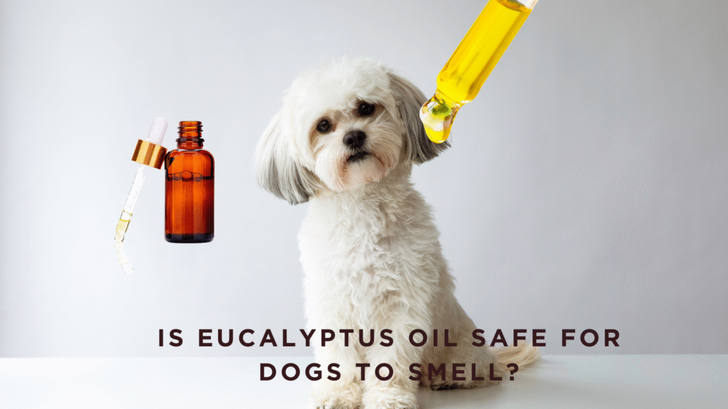 Is eucalyptus safe for dogs?