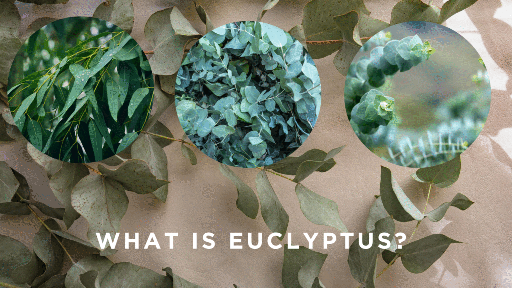 Is eucalyptus safe for dogs?
