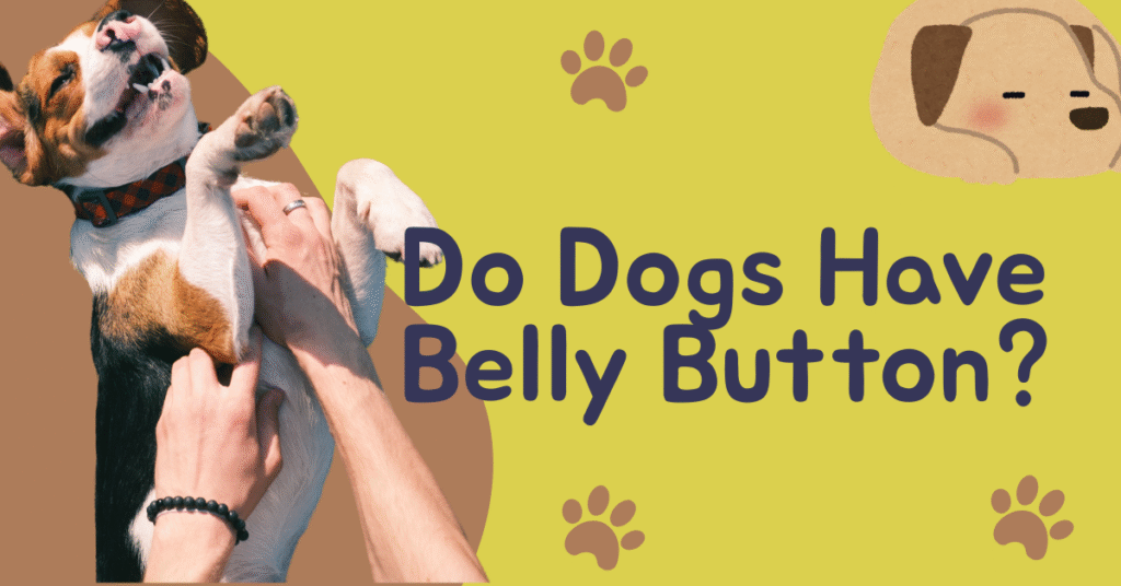 Do Dogs have belly button?