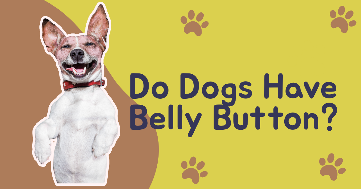 Do Dogs have belly button?