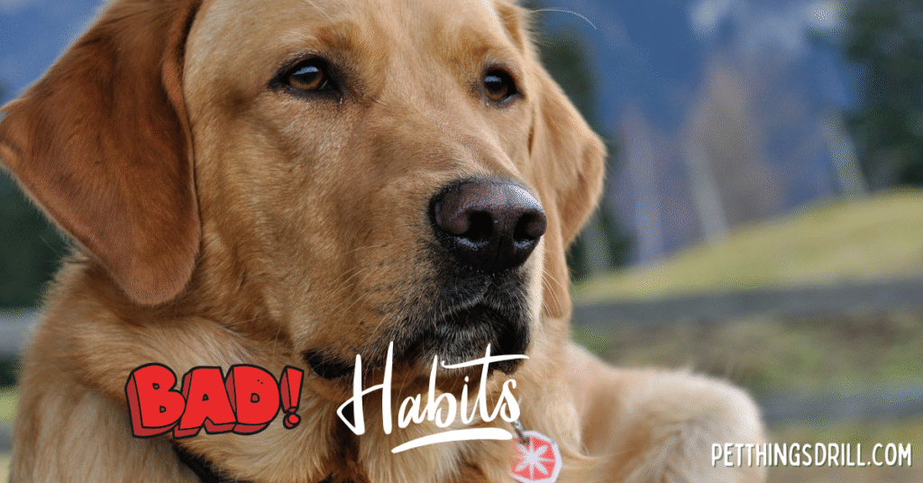How to break bad habits in dogs?