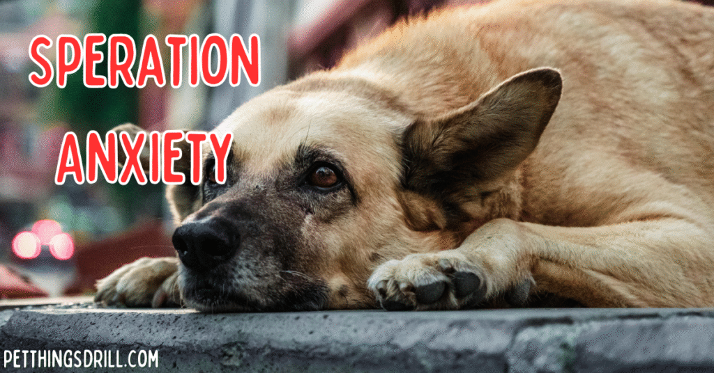 How to break bad habits in dogs?
