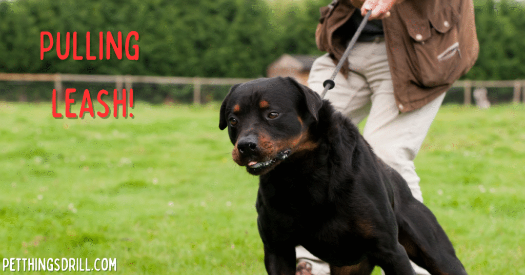 How to break bad habits in dogs?