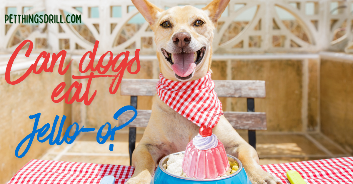 Can Dogs Eat Jello?
