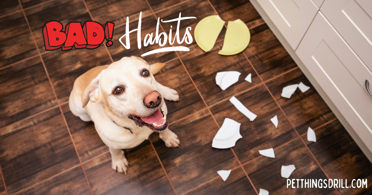 How to break bad habits in dogs?