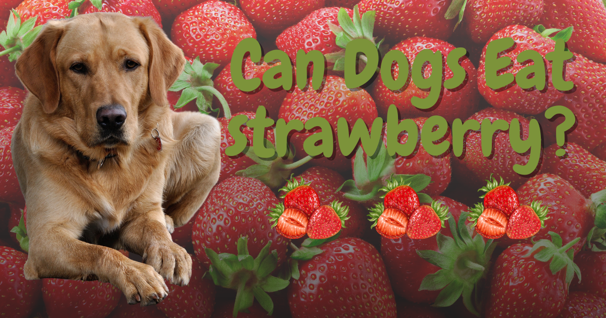 Can dogs eat strawberry