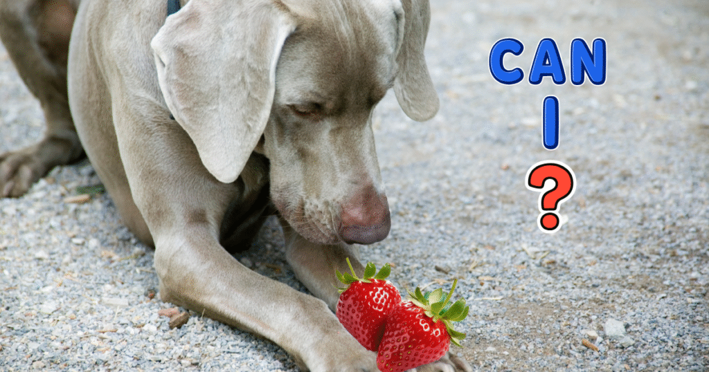 Can Dog eat strawberry?