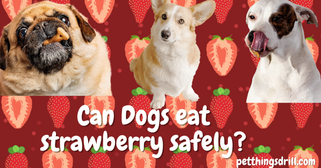 Can Dog eat strawberry?