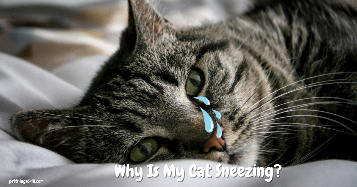 why is my cat sneezing?