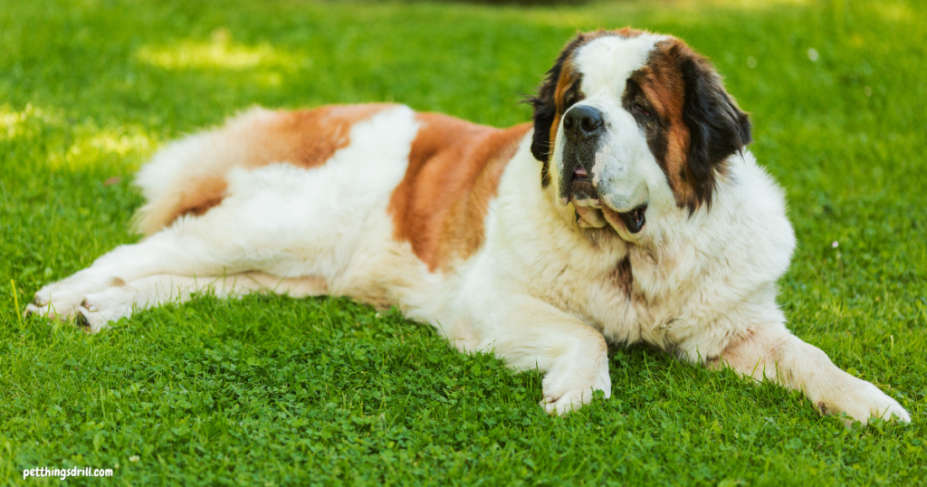 Saint Bernard Breed Dog