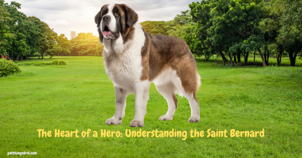 Saint Bernard Breed Dog