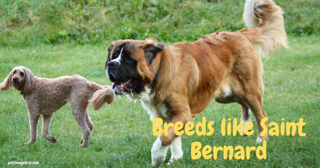 Saint Bernard Breed Dog