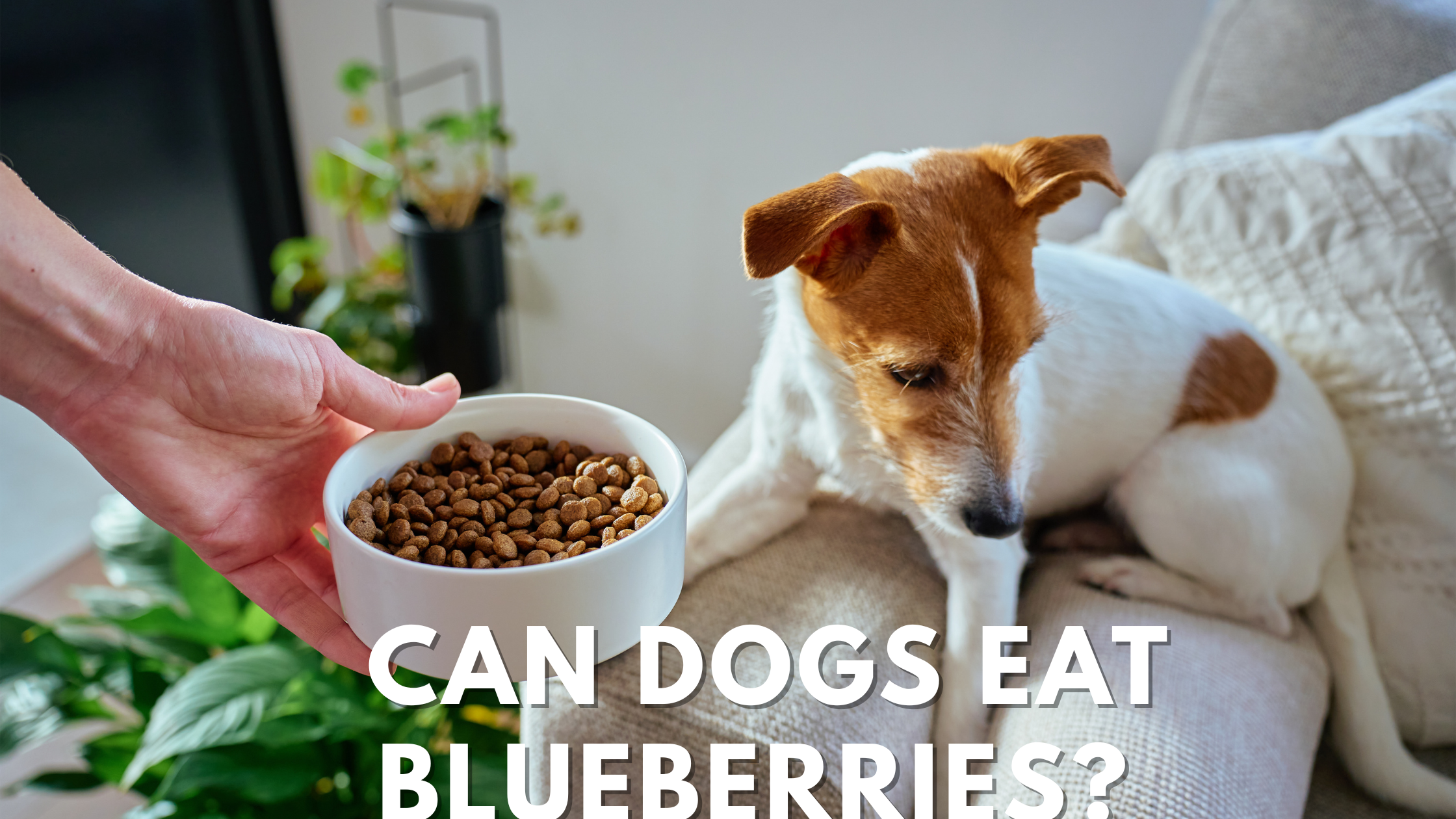 Can Dogs Eat Blueberries?