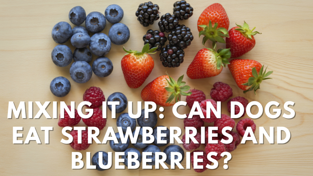 Can Dogs Eat Blueberries?