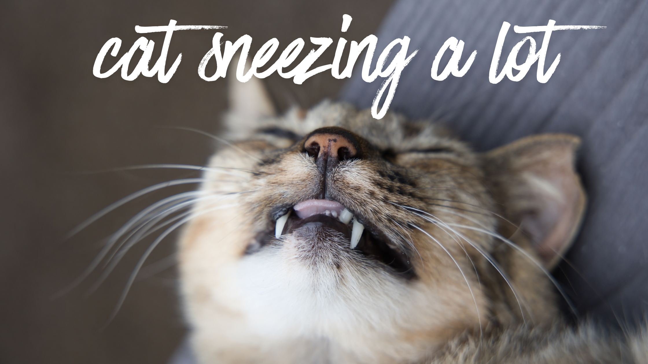 cat sneezing a lot​