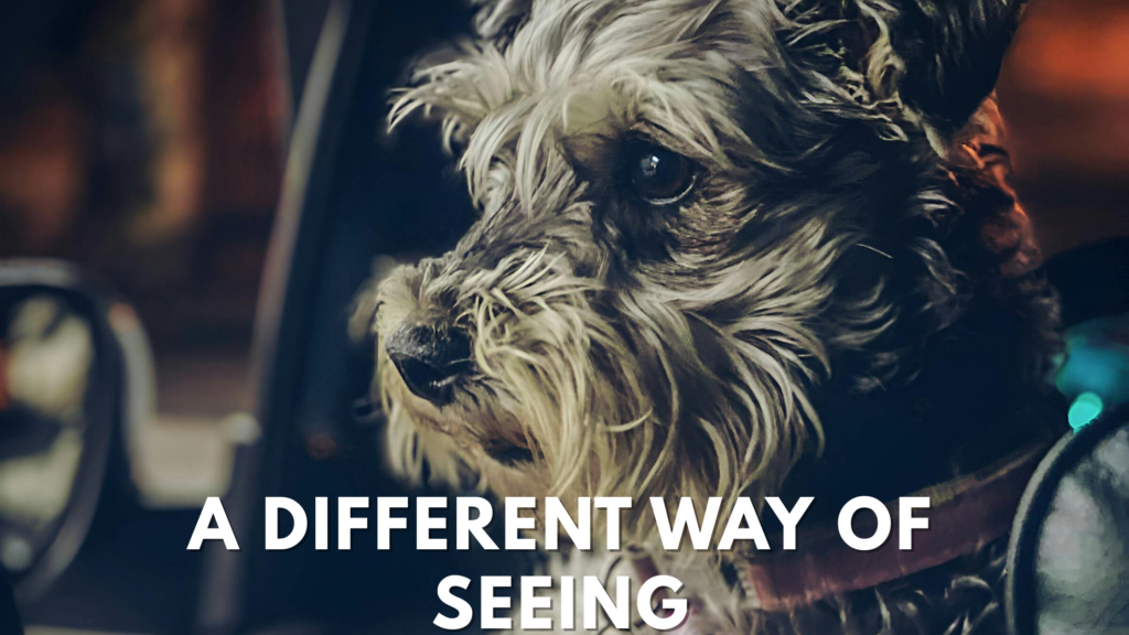 can dogs see better in the dark​