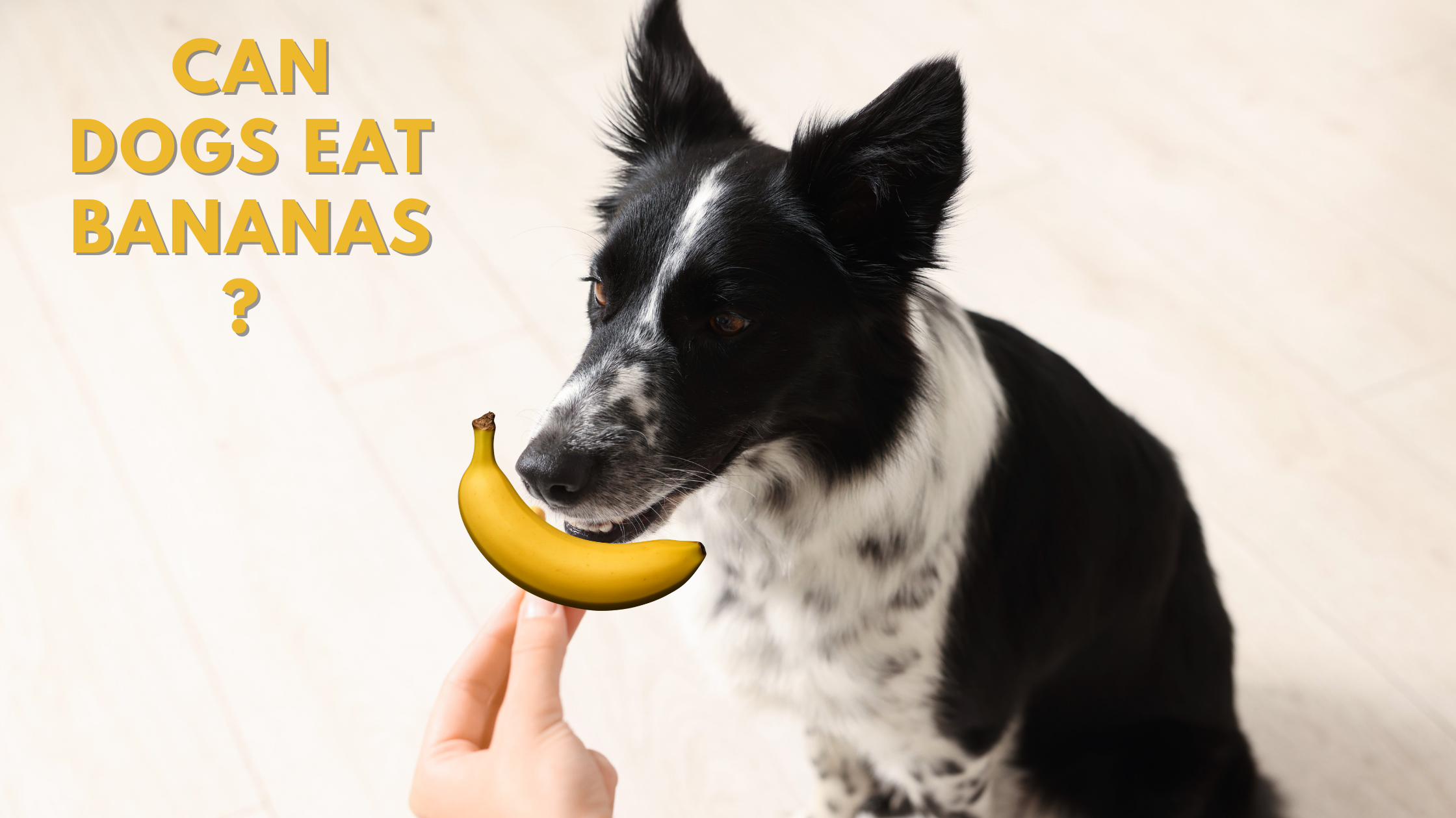 Can Dogs Eat Bananas?