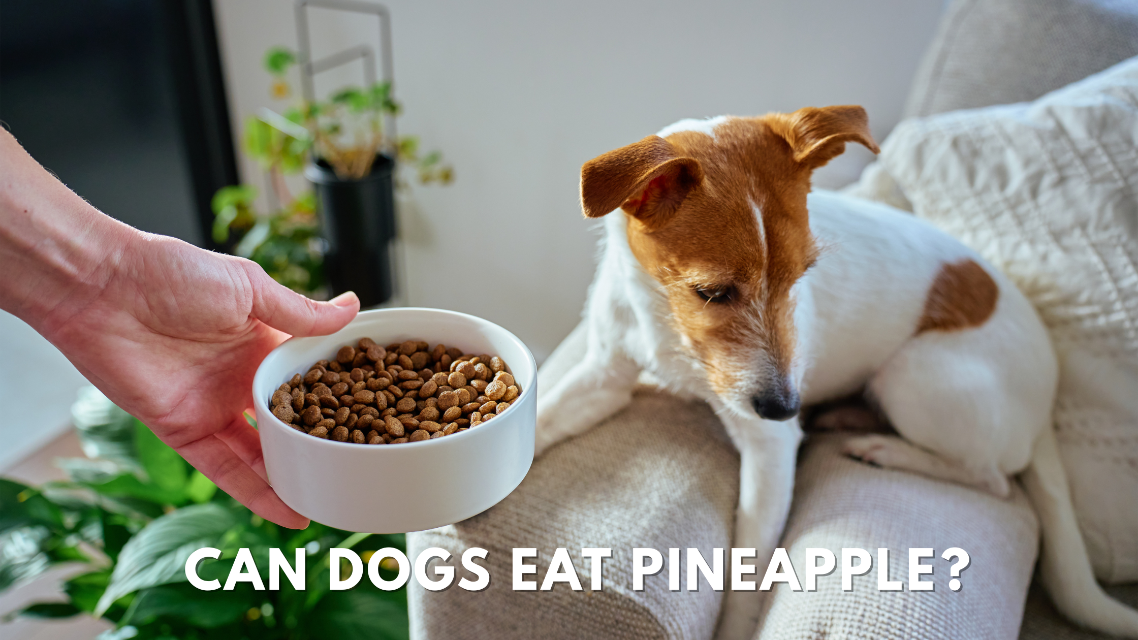 Can Dogs Eat Pineapple​?