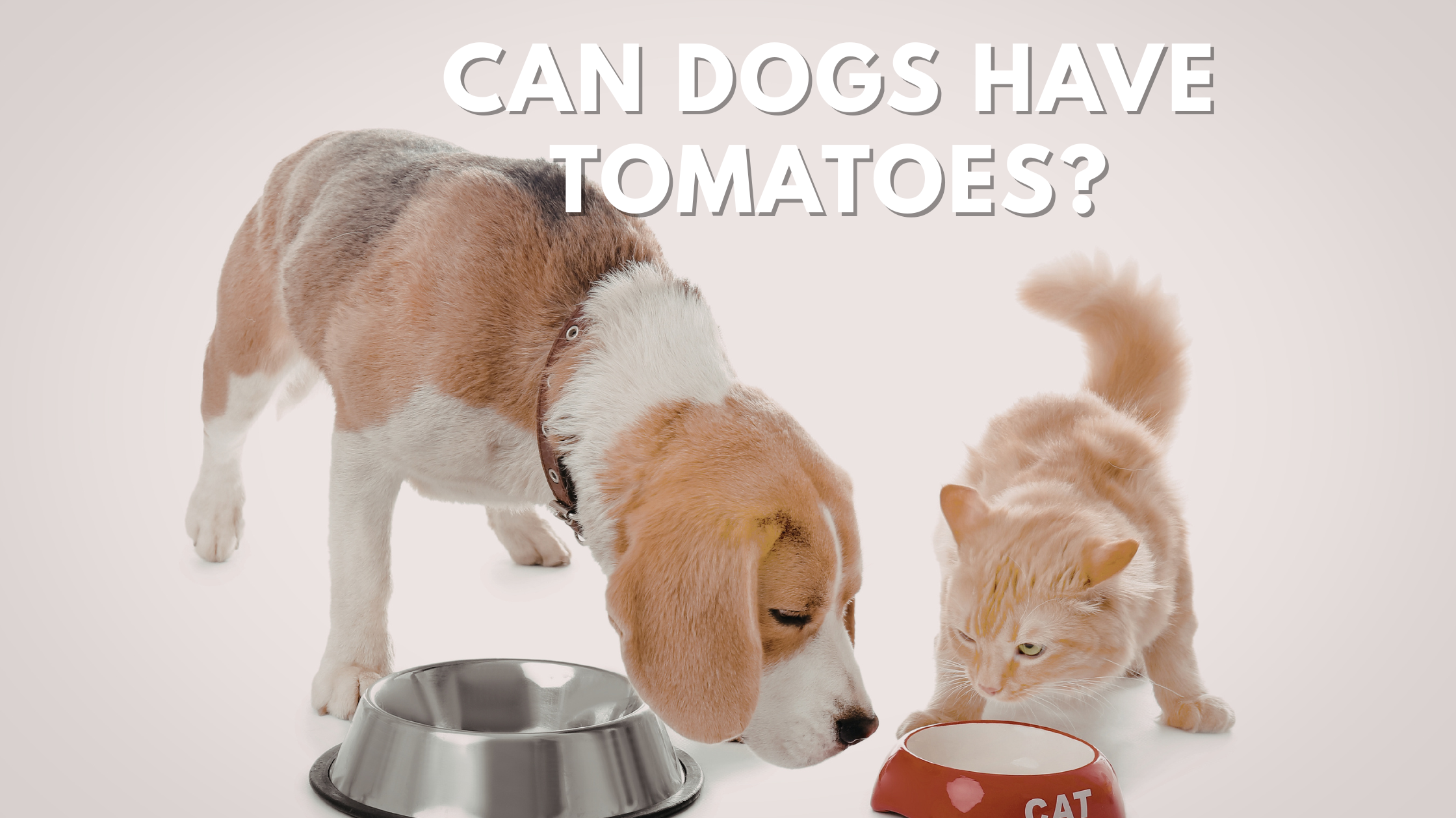 Can Dogs Have Tomatoes?