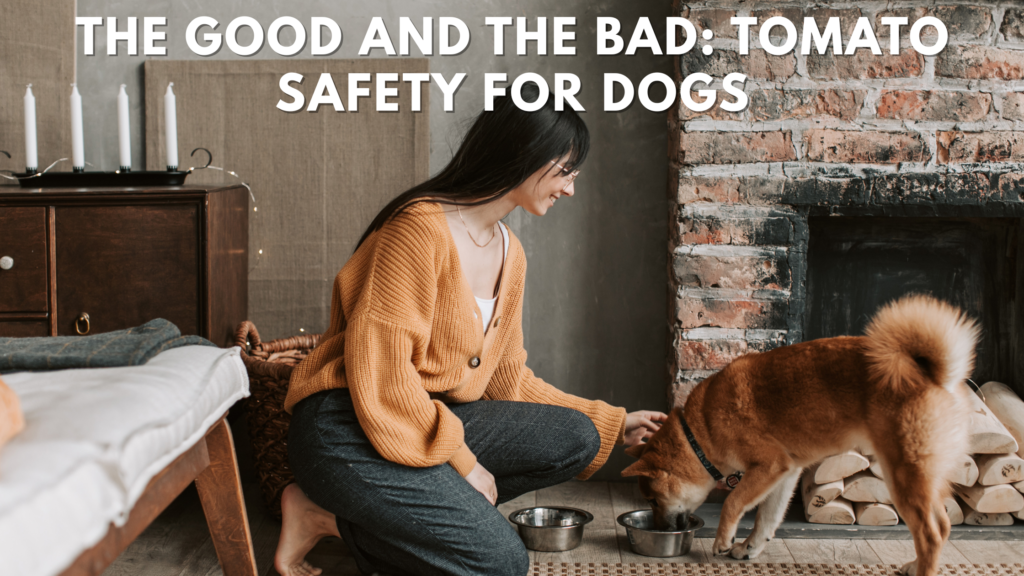 can dogs have tomatoes