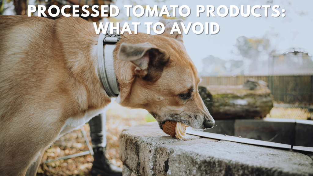 can dogs have tomatoes