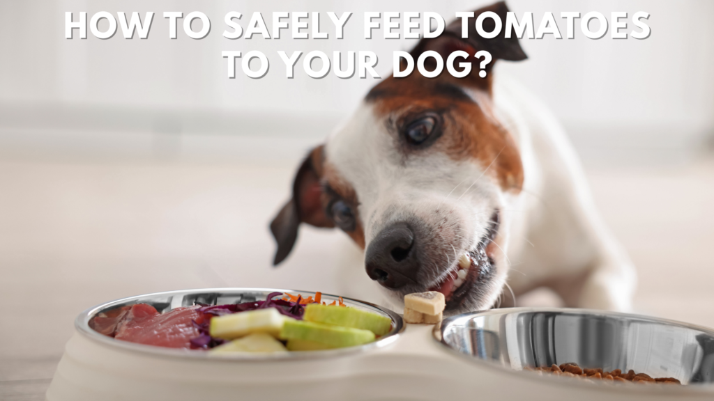 can dogs have a tomato?