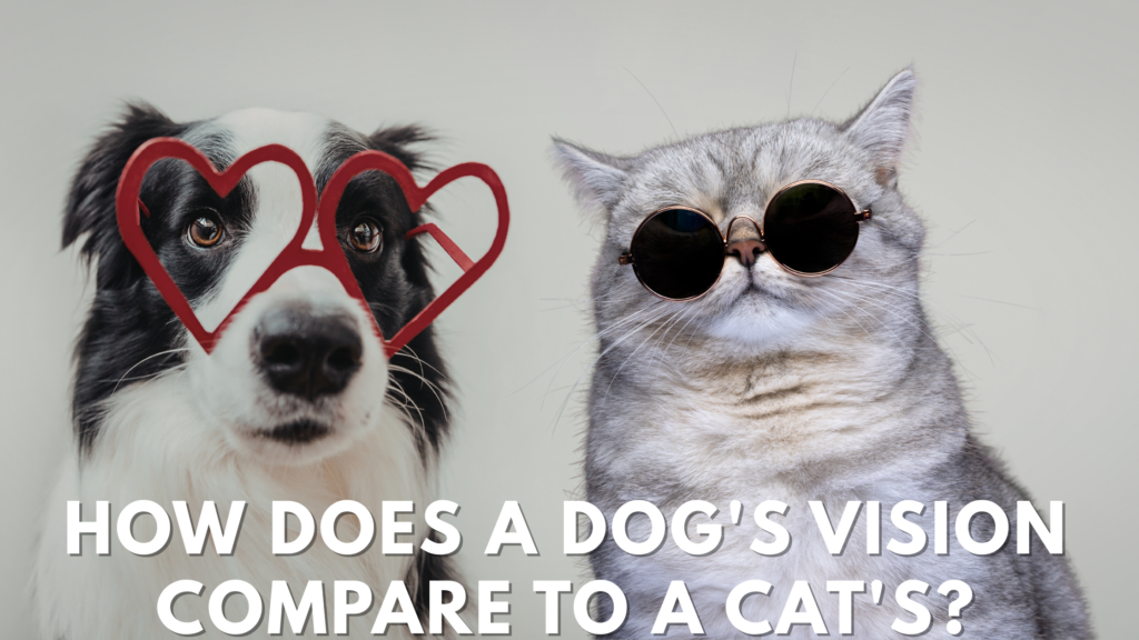 can dogs see better in the dark​