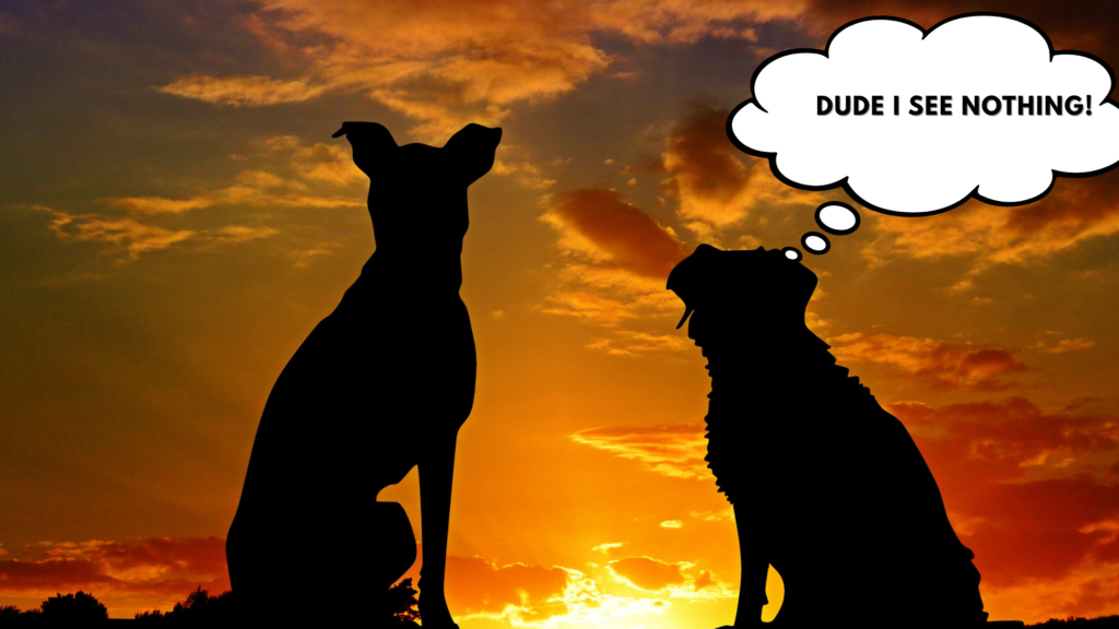 Can Dogs See Better In The Dark​?