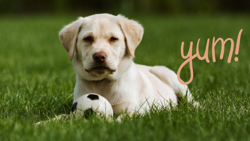 why is my dog eating grass?