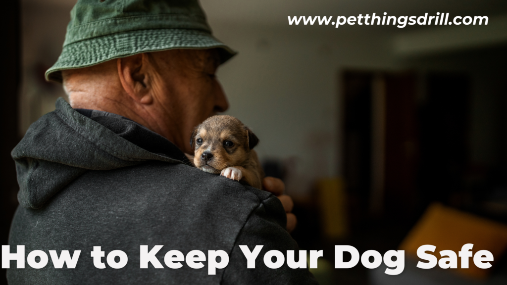 why is my dog eating grass?