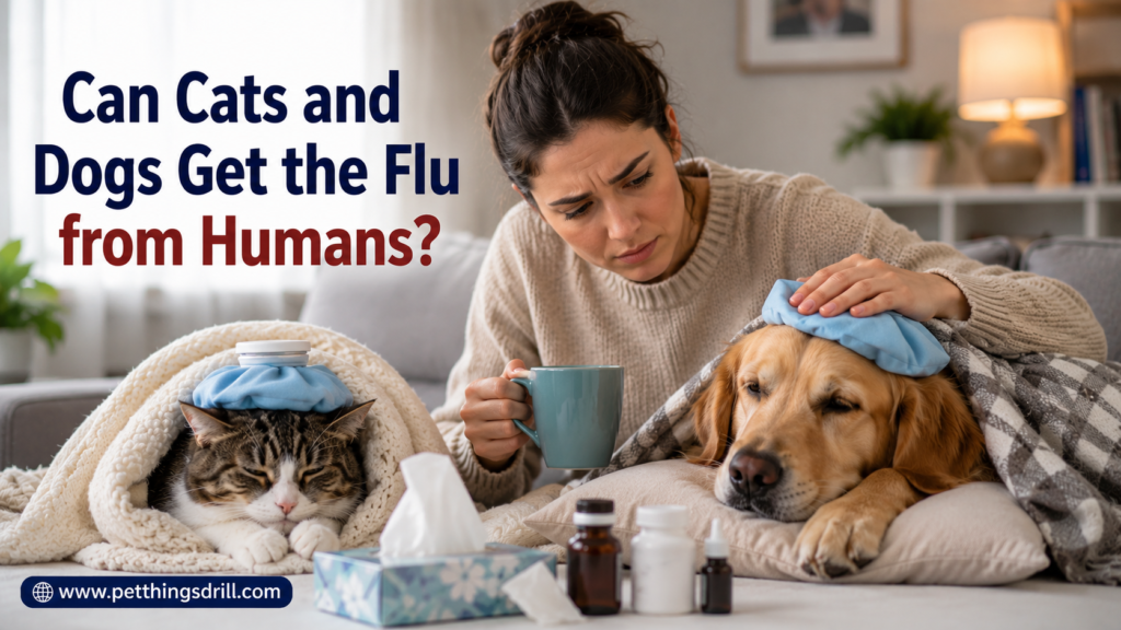 Can Cats and Dogs Get the Flu from Humans?